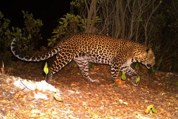 Selain Macan Tutul Jawa, Ini Ragam Satwa Langka Penghuni Gunung Sanggabuana