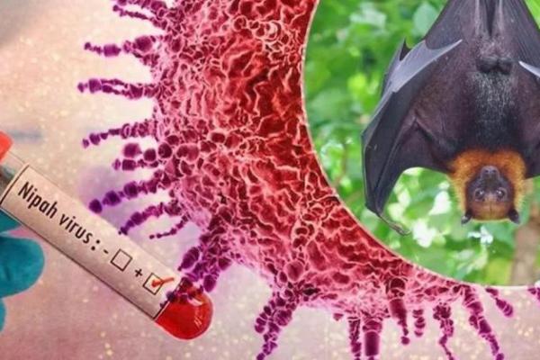 Peneliti BRIN Sebut Virus Nipah Bersirkulasi di Alam, Berpotensi jadi Wabah