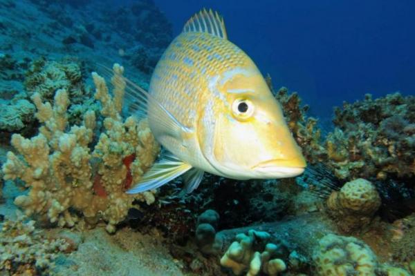 Studi: Sepertiga Ikan di Kawasan Pasifik Tercemar Mikroplastik