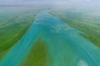 Ilustrasi populasi alga beracun di perairan (Foto: Earth)