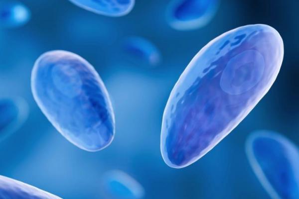 Sering Dikira "Tidur", Parasit Ini Ternyata Tetap Aktif di Otak