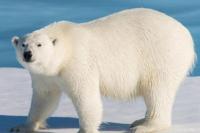 Es di Arktik Menyusut, Beruang Kutub Tunjukkan Anomali