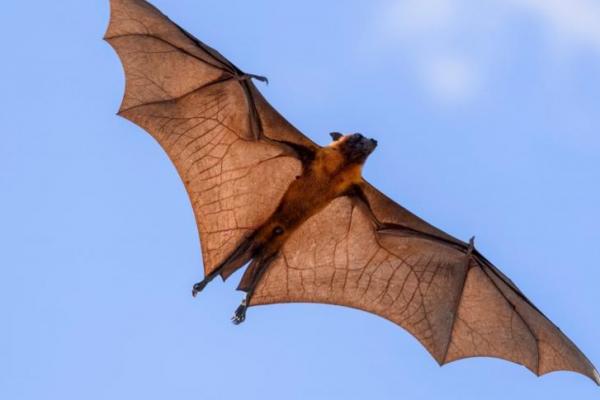 Gawat! Ada Virus Baru Menular dari Kelelawar ke Manusia
