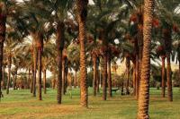 Kisah Mimbar Nabi Muhammad, Saat Batang Kurma Menangis