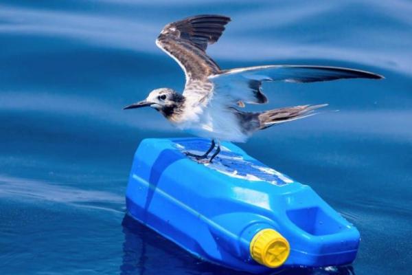 Studi: Polusi Bahan Kimia Menurunkan Populasi Burung Laut