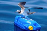 Studi: Polusi Bahan Kimia Menurunkan Populasi Burung Laut