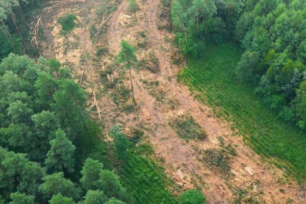 Alih Guna Lahan Hutan Tingkatkan Ancaman Penyakit Menular Baru