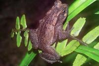 Ilmuwan Identifikasi Kodok Mini di Guyana Spesies Baru