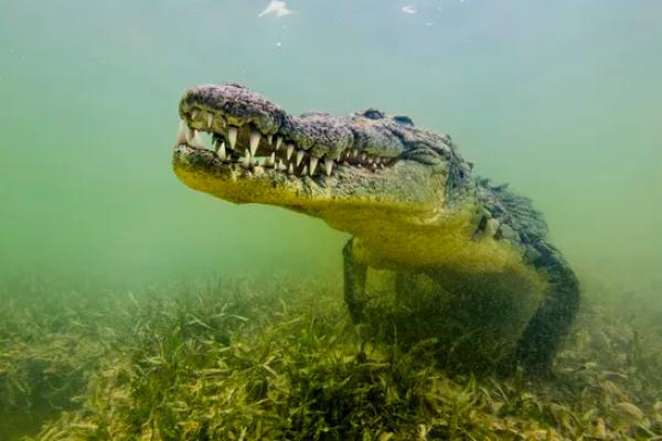 Studi: Buaya Air Asin Pernah Seberangi Samudra Hindia hingga Seychelles