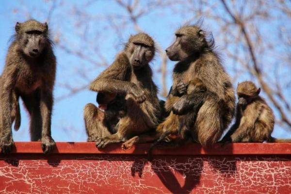 Seperti Manusia, Primata Ini Juga Bisa Cemburu ke Saudara Kandung