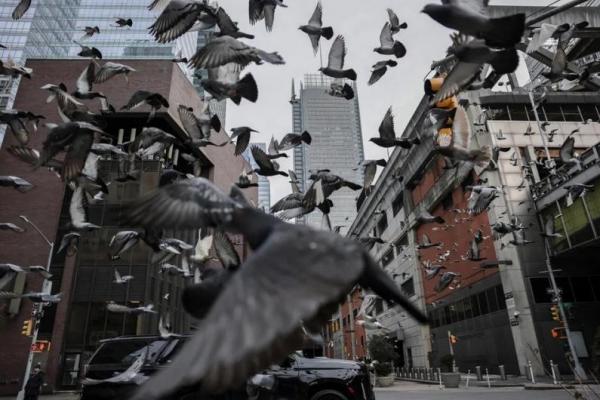 Studi: Kebisingan Manusia Ganggu Perilaku Burung dan Turunkan Reproduksi