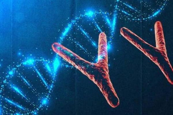 Banyak Pria Kehilangan Kromosom Y, Apa Penyebab dan Dampaknya?