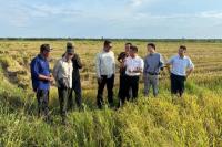 Kolaborasi Indonesia-Tiongkok Fokus Benahi Manajemen dan Hilirisasi Padi