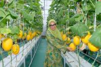 AirNav Panen Perdana Melon Hasil Petani Binaan di Boyolali