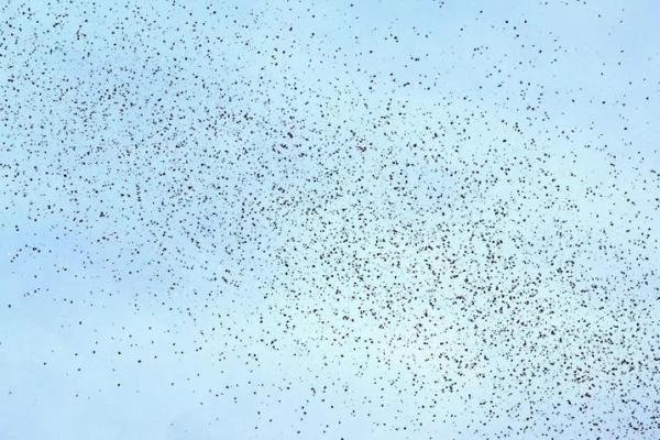 Jet Tempur Israel Jatuhkan Selebaran, Warga Lebanon Panik