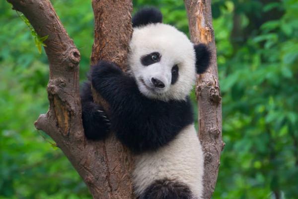 Ini 6 Fakta Unik Hewan Panda yang Jarang Diketahui