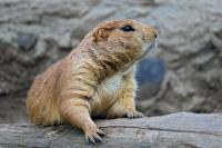 Berang-berang (Foto: Pexels/Abhijeet More)