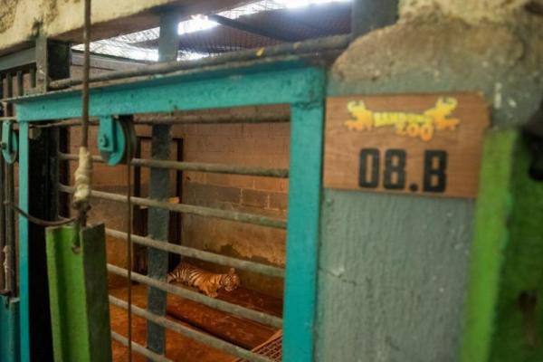Pemkot Pastikan Anak Harimau Mati di Bandung Zoo Bukan Karena Kelalaian