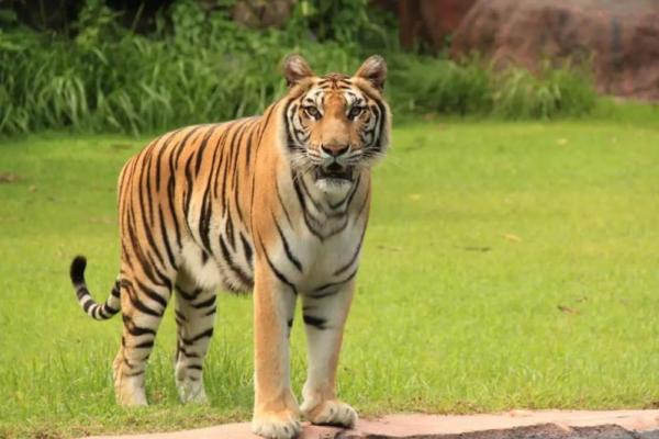 Mengenal Karakter Harimau Benggala, Predator Sunyi yang Kian Terancam