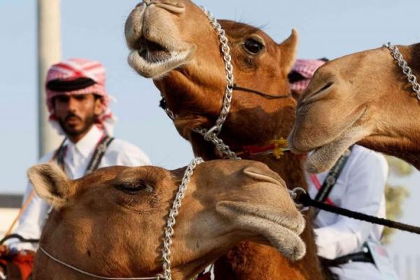 Petama Kalinya, Penularan MERS dari Unta ke Manusia Terdeteksi di Somalia