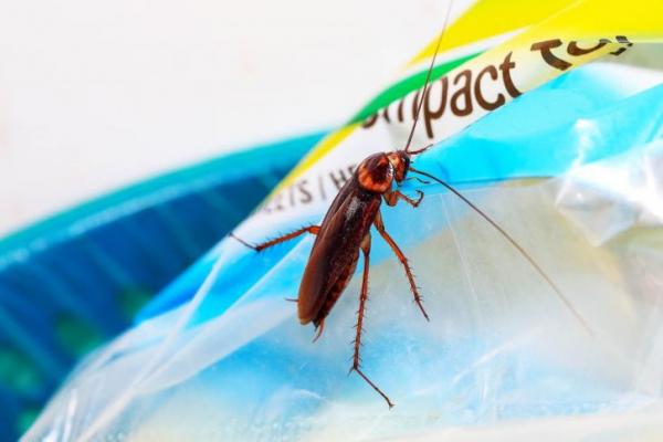 Kecoa Bisa Ubah Plastik Jadi Energi? Studi Ungkap Potensi Mengejutkan