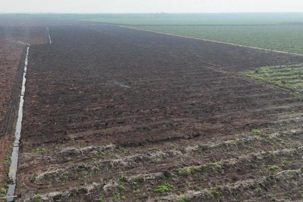 Api Karhutla di Merbau Pelalawan Padam, 20 Hektare Sawit Terdampak