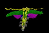 Pertama Kalinya, Ilmuwan Berhasil Petakan Seluruh Jaringan Saraf Klitoris S