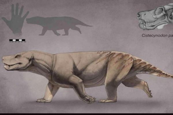 Penelitian Baru Ungkap Fosil Trias Ini Adalah Spesies Baru, Bukan Juvenil