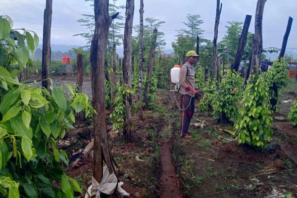 Kisah Sukses Eks Pengemudi Ojol Berhasil Olah Lada di Kawasan Transmigrasi