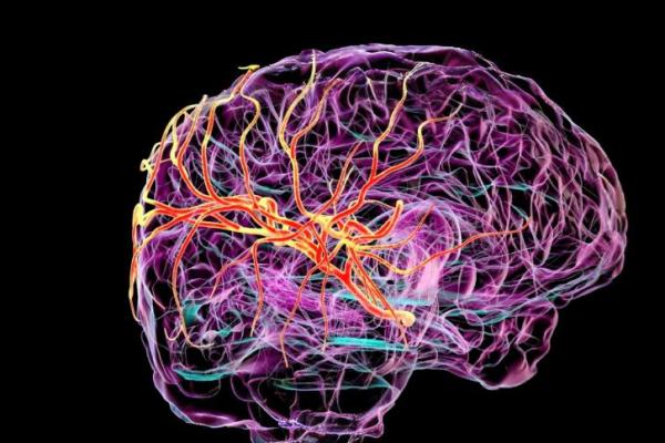 Ilmuwan Temukan "Saluran" Tersembunyi yang Membersihkan Otak Manusia