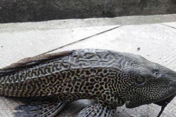 7 Fakta Menarik Ikan Sapu-Sapu, Benarkah Bisa Dimakan?