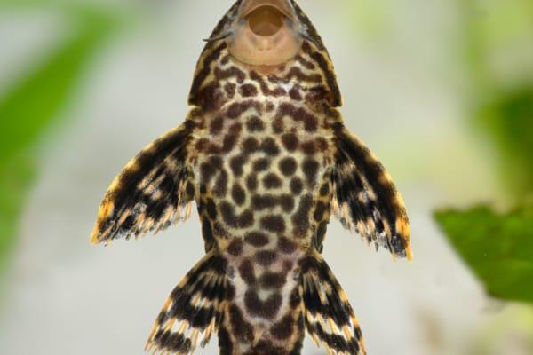 8 Dampak Ikan Sapu-Sapu terhadap Ekosistem Perairan