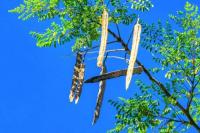 Biji Kelor Bisa Bersihkan Mikroplastik dari Air Minum, Ini Hasil Studinya