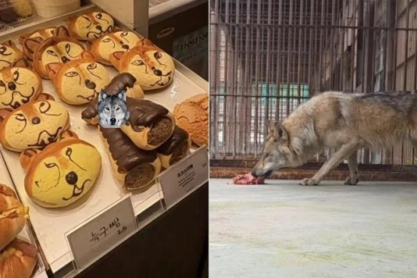 Sebar Gambar AI Serigala Kabur, Pria Korsel Ditangkap