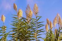 Tanaman Invasif Ini Bikin Nyamuk Tumbuh Lebih Cepat dan Hidup Lebih Lama