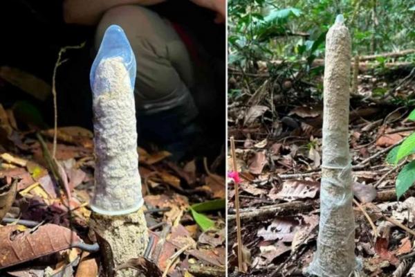 Gunakan Kondom dalam Penelitian, Ilmuwan Temukan Fungsi Unik Menara Cicada