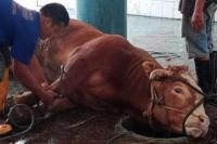 Kurban dengan Kambing atau Sapi Betina, Bolehkah?