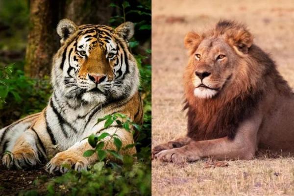 Singa vs Harimau: Apa Bedanya Selain Garis dan Surai? Ini Penjelasan Ilmiah