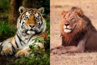 Singa vs Harimau: Apa Bedanya Selain Garis dan Surai? Ini Penjelasan Ilmiah