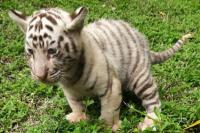 Selamat! Tiga Anak Harimau Beggala Lahir di TSI Prigen, Kemenhut Apresiasi