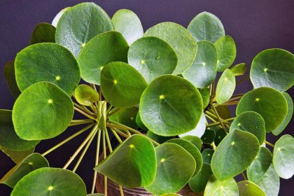 Ilmuwan Ungkap "Algoritma Alam" Daun Chinese Money Plant, Polanya Presisi