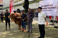 Menbud Fadli Zon Serahkan 23 Sapi Kurban, Bobot hingga 7,7 Ton
