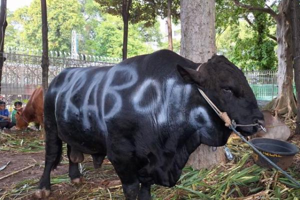 Sapi Kurban Presiden Bentuk Bantuan Pemerintah bagi Masyarakat