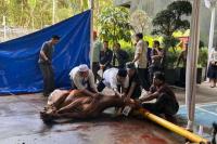 KPK Sembelih 8 Sapi Kurban, Daging Dibagikan ke Pegawai Warga