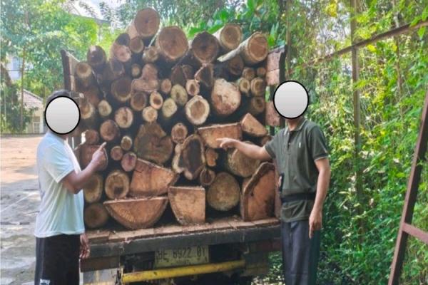 Tebang 30 Pohon di Hutan Lindung Lampung, Dua Pembalak Liar Diamankan