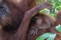 Bayi Orangutan Lahir di CA Jantho Aceh, Diberi Nama Badar oleh Menhut