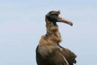 Sempat Punah, Jumlah Albatros di Jepang Terus Bertambah