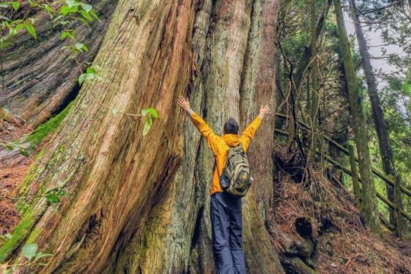 Peneliti Temukan Pohon Tertinggi di Asia Timur, Tingginya Capai 84,1 Meter