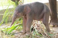 Anak Gajah Sumatera Lahir di Lampung, Diberi Nama Rut oleh Menhut