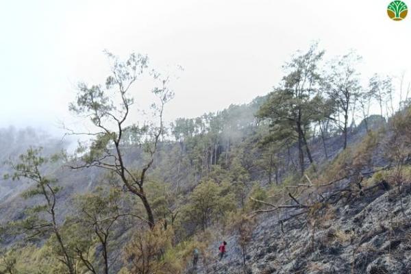 Kemenhut Padamkan Kebakaran Savana Bukit Sempana, 25 Wisatawan Dievakuasi